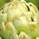 Green Globe Artichoke Seeds Fresh Garden Seeds