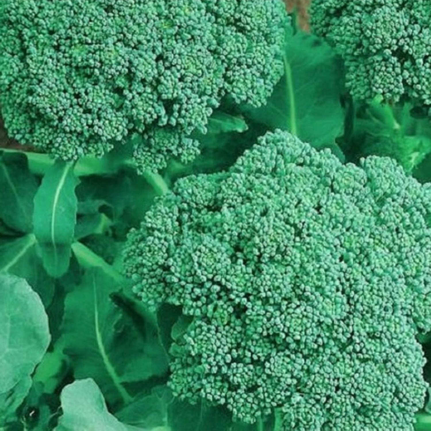 Broccoli Seeds Broccoli Seeds Fresh Garden Seeds