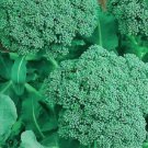 Broccoli Seeds Broccoli Seeds Fresh Garden Seeds
