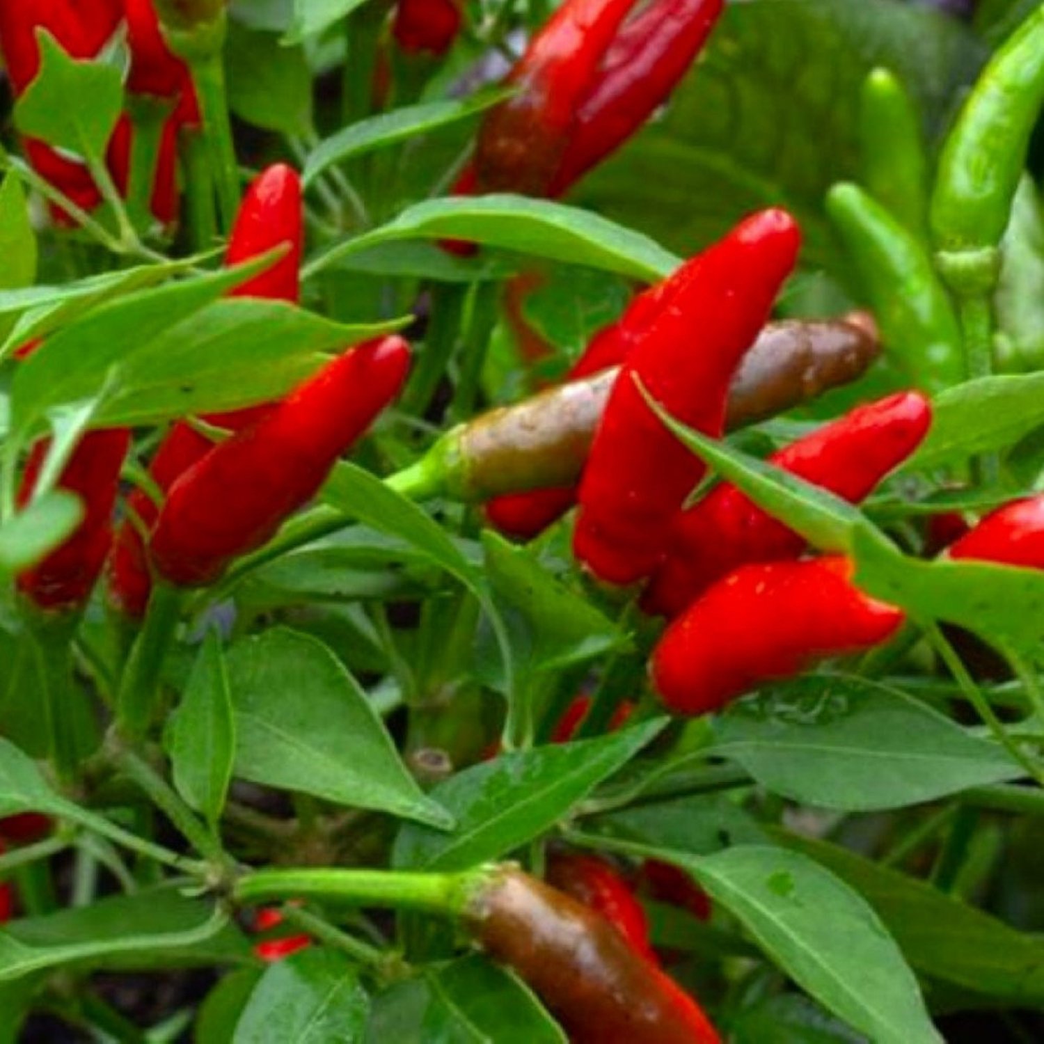 Bird'S Eye Chili Pepper Seeds Fresh Garden Seeds