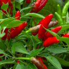 Bird'S Eye Chili Pepper Seeds Fresh Garden Seeds
