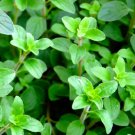 Greek Oregano Seeds Seeds Fresh Garden Seeds