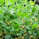 Speck Pea Seeds Sprouting Peas Fresh Garden Seeds