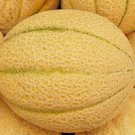 Iroquois Melon Seeds Fresh Garden Seeds