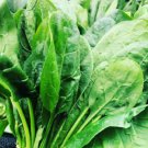 Carmel Spinach Seeds Fresh Garden Seeds