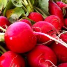 Crimson Giant Radish Seeds Fresh Garden Seeds