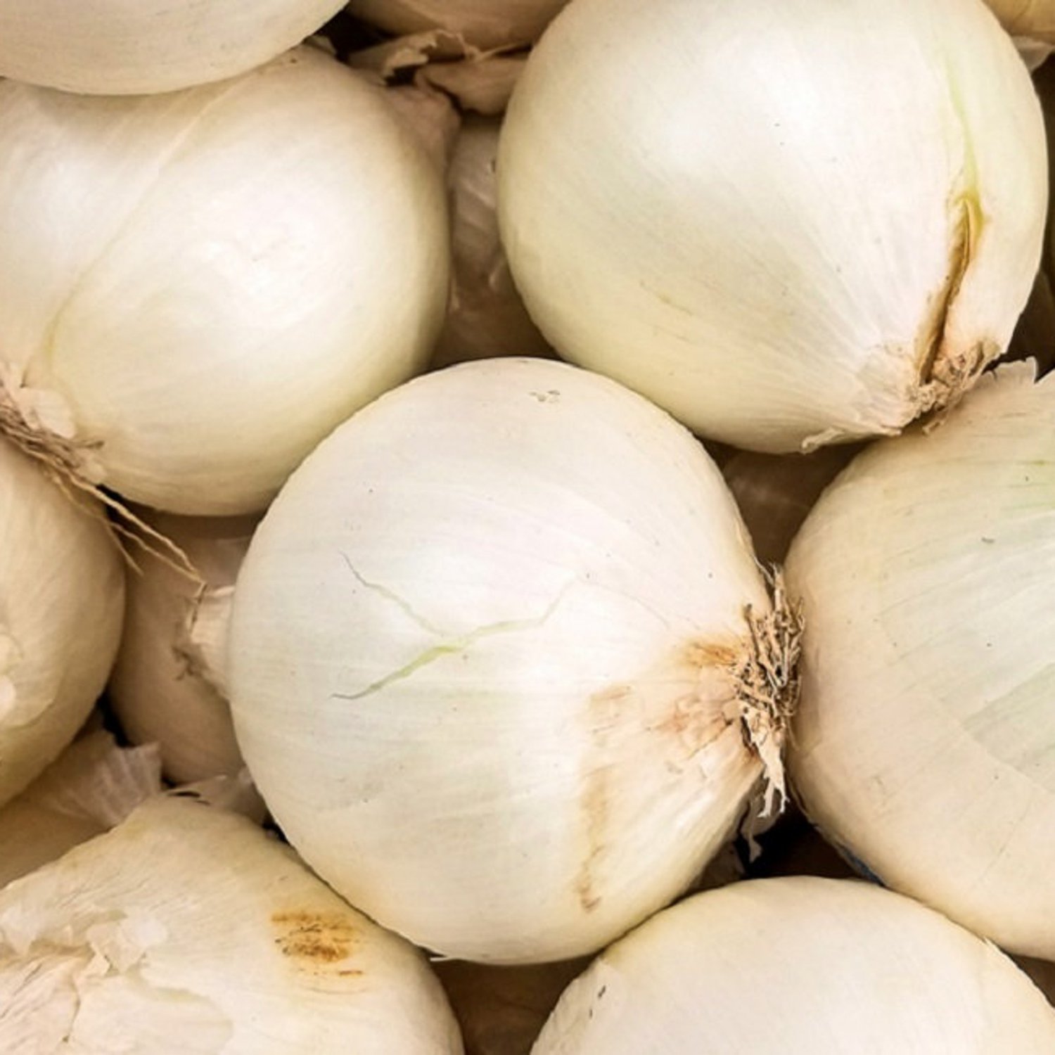 Early White Grano Prr Onion Seeds Fresh Garden Seeds