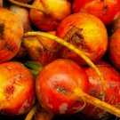 Golden Detroit Beet Seeds Fresh Garden Seeds