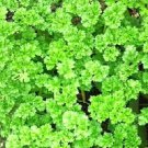 Triple Cur Parsley Seeds Fresh Garden Seeds