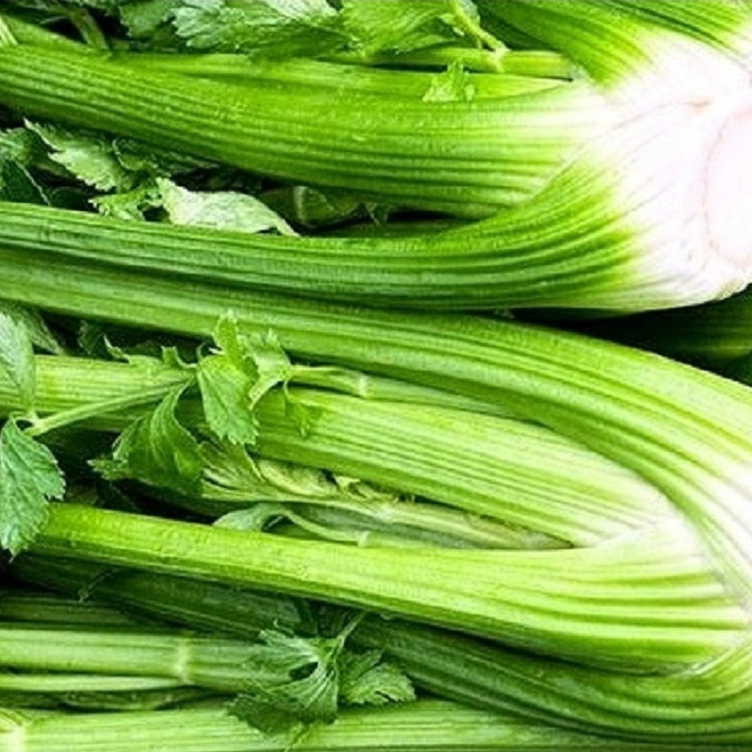 Tall Utah Celery Seeds Celery Seeds Fresh Garden Seeds