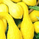Crookneck Yellow Squash Seeds Squash Seeds Garden Seeds