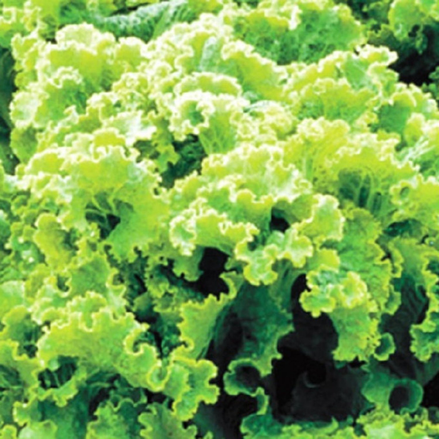 Green Ice Leaf Lettuce Seeds Fresh Garden Seeds