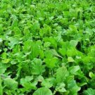 Namenia Turnip Seeds Turnip Seeds Fresh Garden Seeds