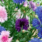 Bachelor Button Cornflower Mixed Seeds Fresh Garden Seeds