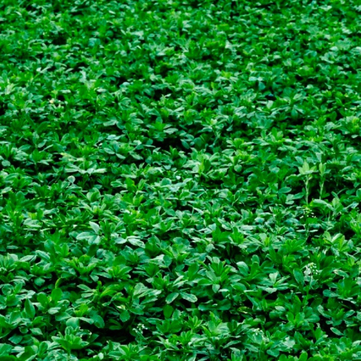 Alfalfa Cover Crop Seeds Cover Crop Seeds Fresh Garden Seeds