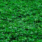Alfalfa Cover Crop Seeds Cover Crop Seeds Fresh Garden Seeds