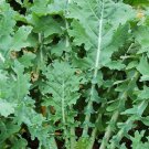 White Russian Kale Seeds Fresh Garden Seeds