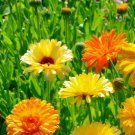 Calendula Seeds Pacific Beauty Mix Fresh Flower Seeds