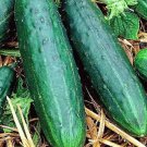 Spacemaster 80 Cucumber Seeds Fresh Garden Seeds