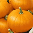 Spookie Pumpkin Seeds Fresh Garden Seeds