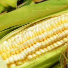 Pencil Cob Corn Seeds Fresh Garden Seeds