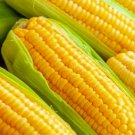 Golden Bantam Corn Seeds Corn Seeds Fresh Garden Seeds