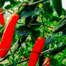 Serrano Hot Pepper Seeds Fresh Garden Seeds