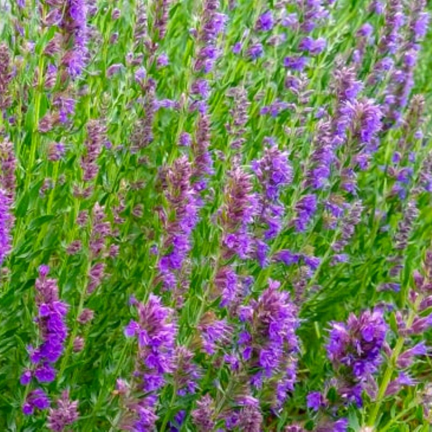 Hyssop Seeds Fresh Flower Seeds