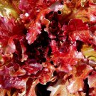 Red Salad Bowl Lettuce Seeds Fresh Garden Seeds