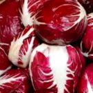 Radicchio Seeds Palla Rosa Fresh Garden Seeds