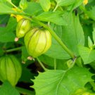 Tomatillo Seeds Grande Rio Verde Fresh Garden Seeds