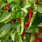 Long Slim Cayenne Hot Pepper Seeds Fresh Garden Seeds