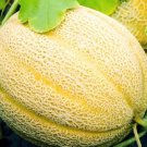 Hales Best Jumbo Cantaloupe Seeds Cantaloupe Seeds Seeds