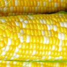 Peaches & Cream Corn Seeds Corn Seeds Fresh Vegetable Seeds