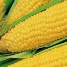 Truckers Favorite Corn Seeds Corn Seeds Fresh Garden Seeds