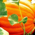 Big Max Pumpkin Treated Seeds Pumpkin Seeds Garden Seeds