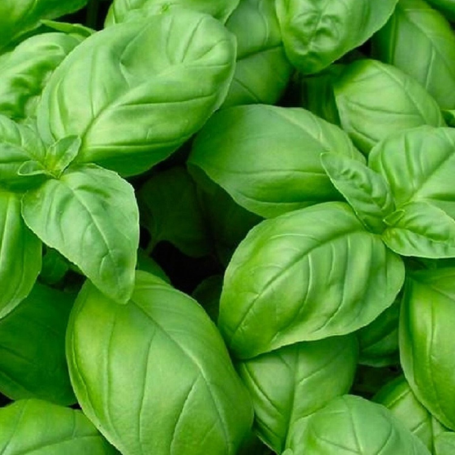 Genovese Basil Seeds Basil Seeds Fresh Garden Seeds