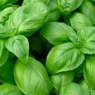 Genovese Basil Seeds Basil Seeds Fresh Garden Seeds