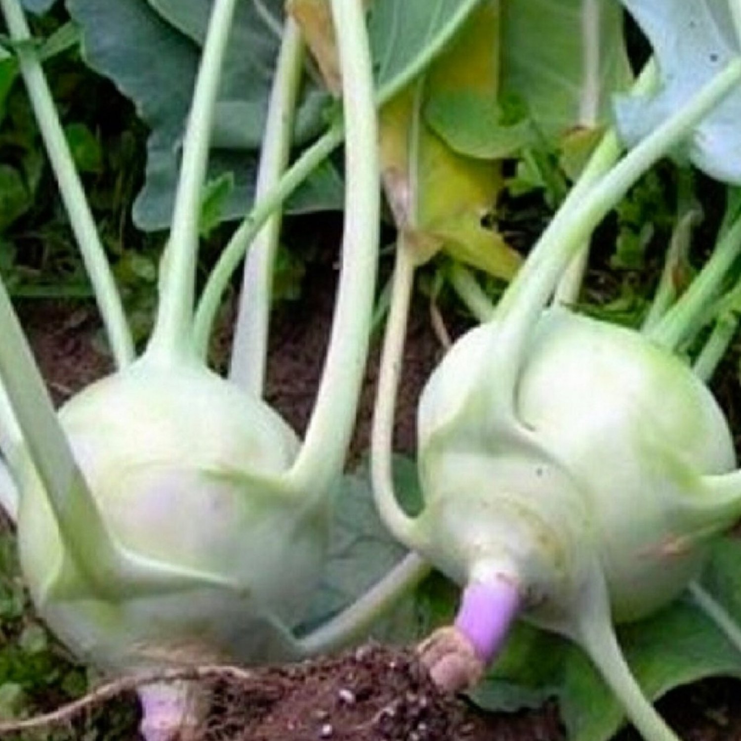 Early White Vienna Kohlrabi Seeds Kohlrabi Seeds Seeds