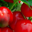 Red Cherry Sweet Pepper Seeds Fresh Garden Seeds