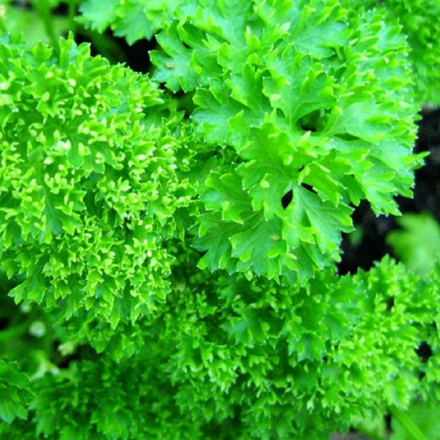 Forest Green Parsley Seeds Fresh Garden Seeds