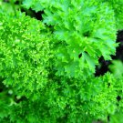 Forest Green Parsley Seeds Fresh Garden Seeds