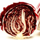 Radicchio Seeds Rouge De Verona Fresh Garden Seeds