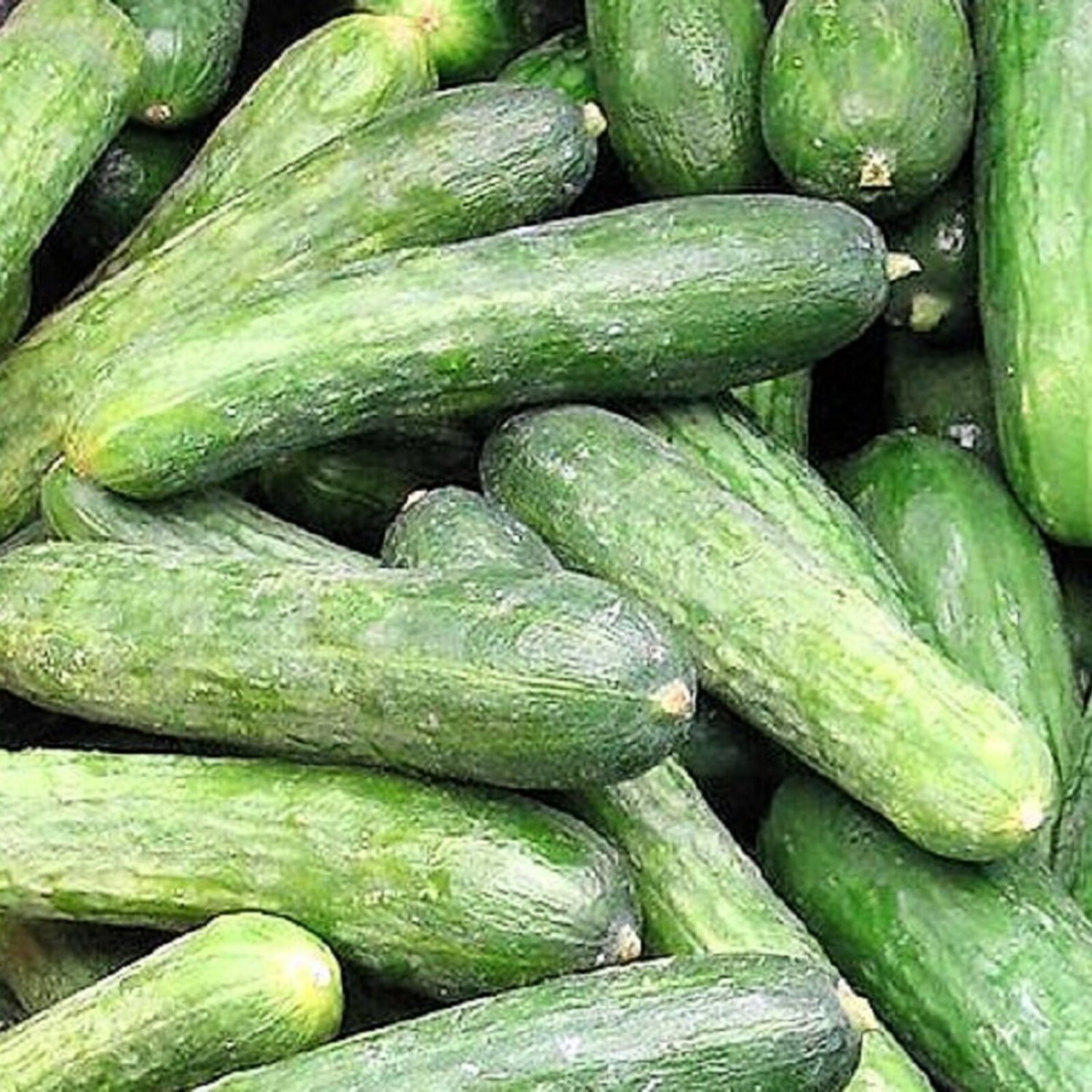 Rhinish Pickle Cucumber Seeds Fresh Garden Seeds