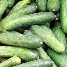 Rhinish Pickle Cucumber Seeds Fresh Garden Seeds