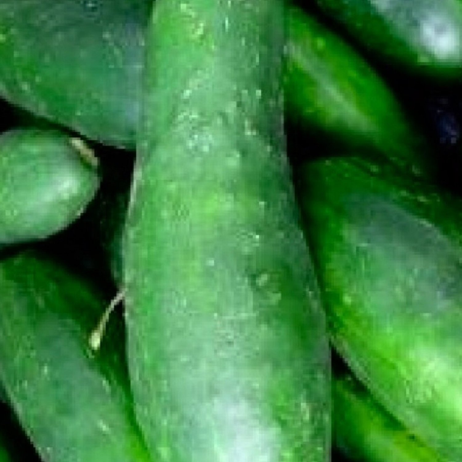 Ashley Cucumber Seeds Fresh Garden Seeds