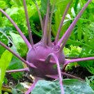 Purple Vienna Kohlrabi Seeds Kohlrabi Seeds Garden Seeds