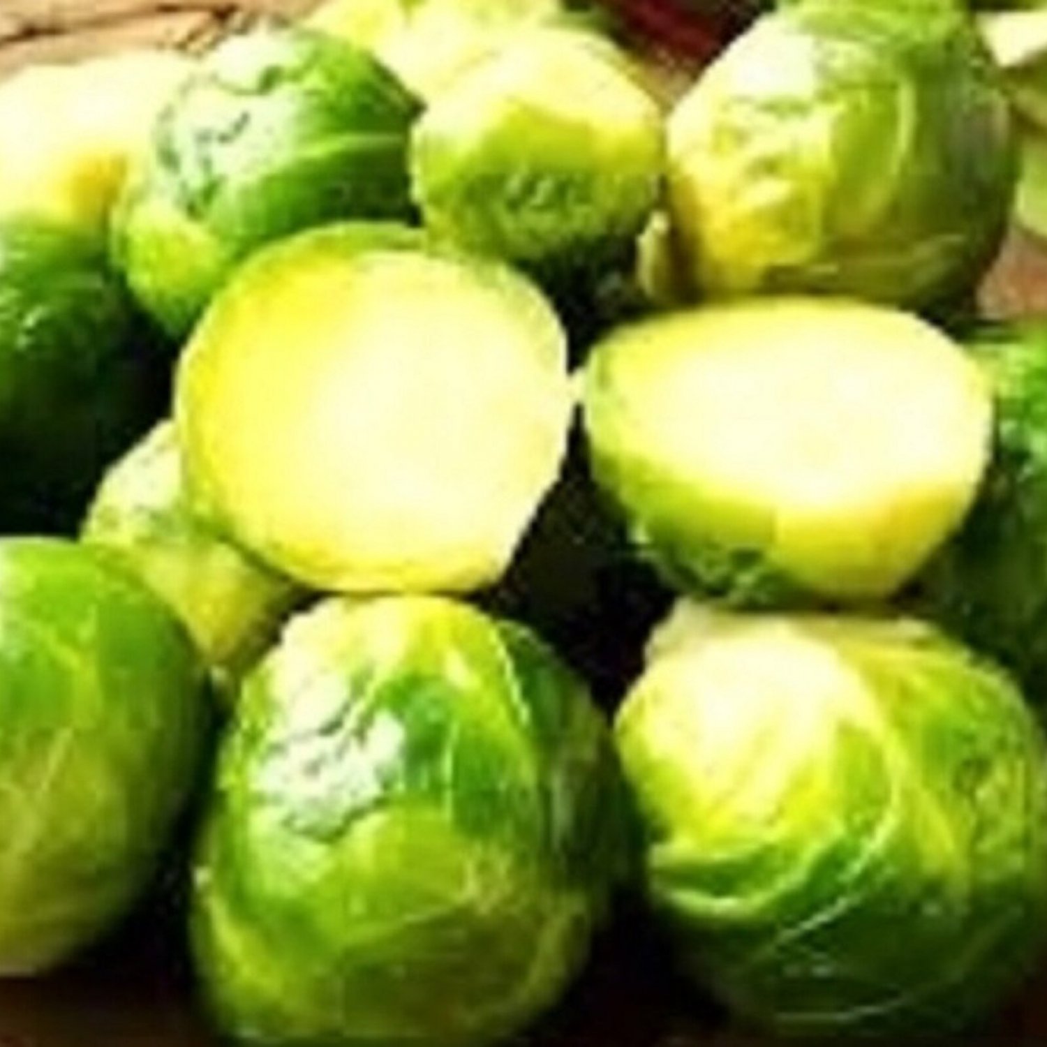 Long Island Brussels Sprouts Seeds Fresh Garden Seeds
