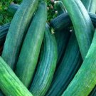 Metki Dark Green Cucumber Seeds Cucumber Seeds Garden Seeds