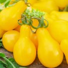 Yellow Pear Tomato Seeds Fresh Vegetable Seeds